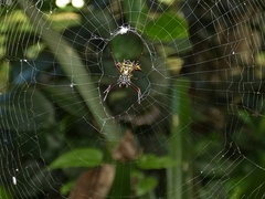Micrathena fissispina