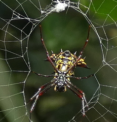 Micrathena fissispina