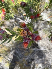 Leucospermum oleifolium