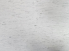 Synthliboramphus antiquus