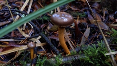 Chroogomphus vinicolor