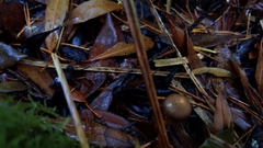 Chroogomphus vinicolor