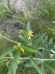 Eriosema psoraleoides