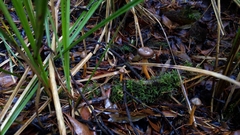 Chroogomphus vinicolor