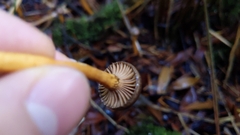 Chroogomphus vinicolor