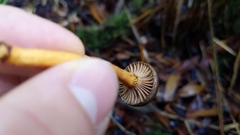 Chroogomphus vinicolor