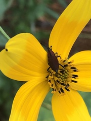 Rhodobaenus sanguineus