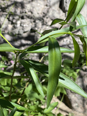 Pleradenophora bilocularis