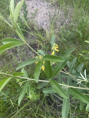 Eriosema psoraleoides