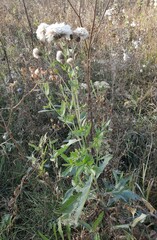 Cirsium arvense integrifolium