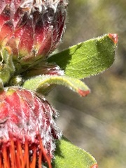Leucospermum oleifolium