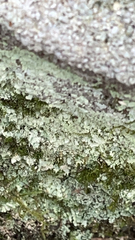 Lepraria finkii