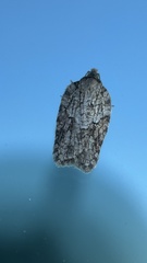 Acleris ptychogrammos