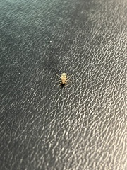 Belonochilus numenius