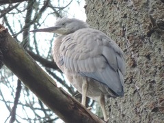 Egretta novaehollandiae novaehollandiae