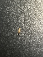 Belonochilus numenius