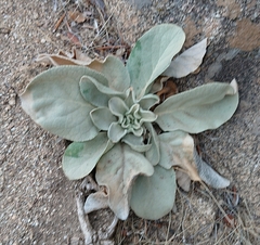Verbascum rotundifolium