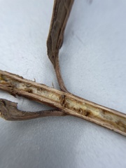 Antistrophus