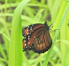 Danaus eresimus