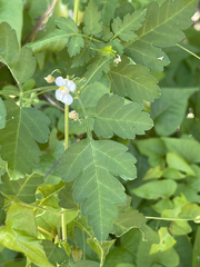 Cardiospermum corindum