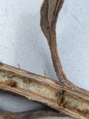 Antistrophus