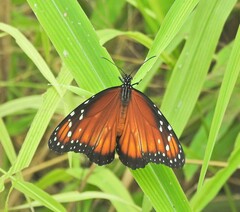 Danaus eresimus