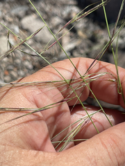 Aristida ternipes