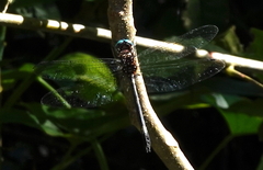 Brechmorhoga pertinax