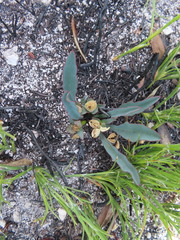Euphorbia silenifolia