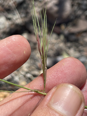 Aristida ternipes