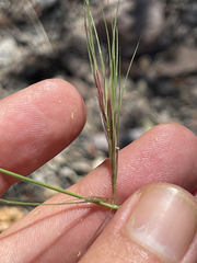 Aristida ternipes