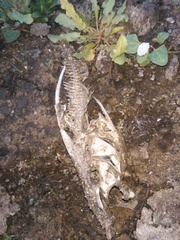 Siluriformes
