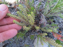 Chenopodiopsis hirta