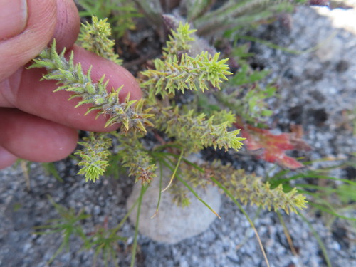 Chenopodiopsis hirta (Chenopodiopsis hirta)