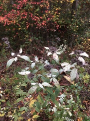 Pycnanthemum albescens