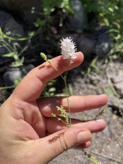 Boerhavia xantii
