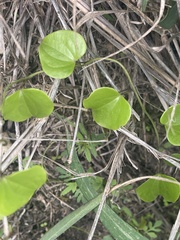 Dioscorea cotinifolia