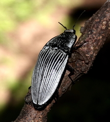 Chalcolepidius rugatus