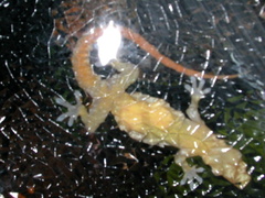 Hemidactylus garnotii