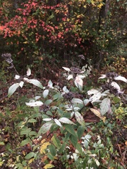 Pycnanthemum albescens
