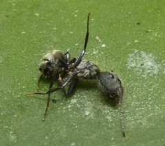 Camponotus arboreus