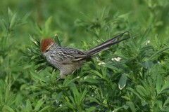 Leptasthenura pileata