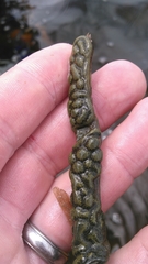 Botryllus