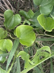 Dioscorea cotinifolia