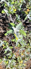 Ambrosia chenopodiifolia