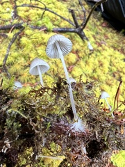 Mycena capillaripes
