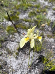 Moraea anomala