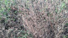 Bupleurum tenuissimum