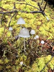 Mycena capillaripes
