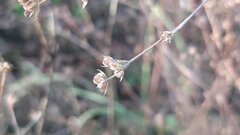 Bupleurum tenuissimum
